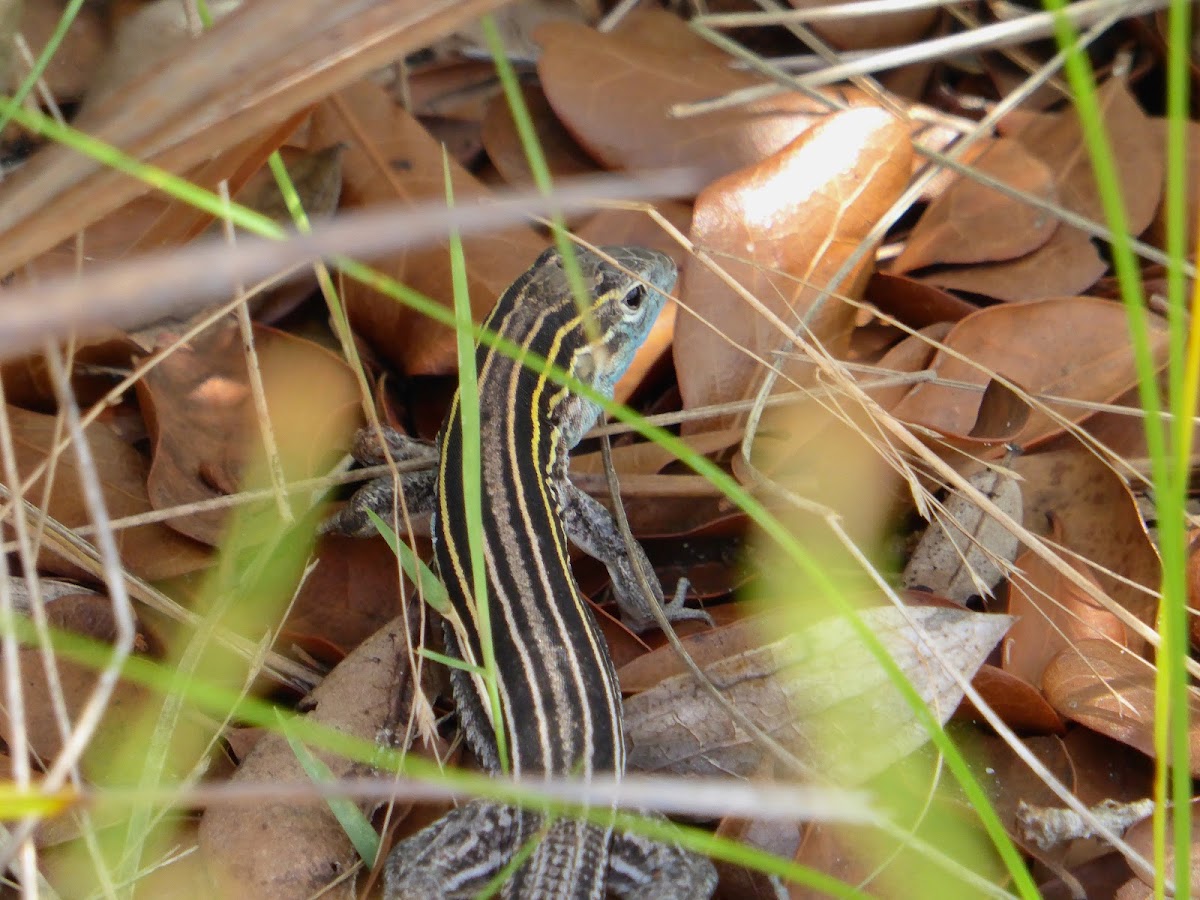 Six-lined Racerunner