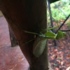 Praying mantis