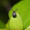 Long Horned Seed Weevil