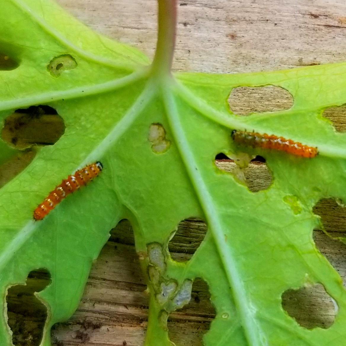 Passion butterfly caterpillars (1st instars)