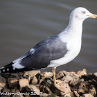 Lesser Black-backed Gull