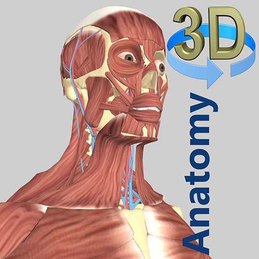 3D Anatomy