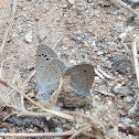 Indian Lesser Grass Blue