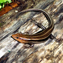 Five-lined Skink