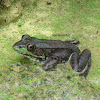 Northern green frog