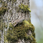 House Wren