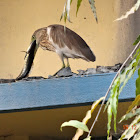 Snakehead Fish and Pond Heron