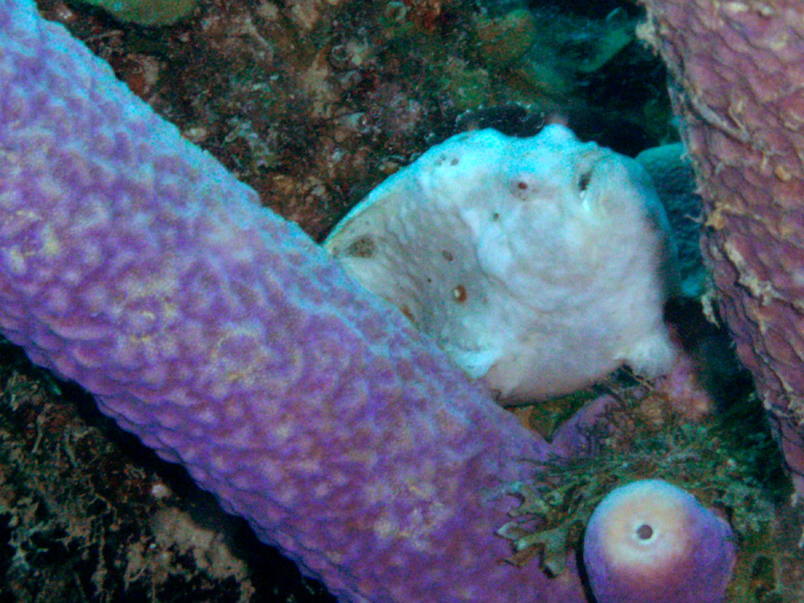 Longlure Frogfish (white)