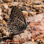 Long-tailed Blue