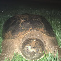 Northern Diamond-backed Terrapin