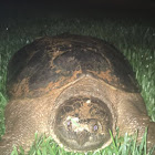 Northern Diamond-backed Terrapin