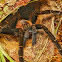 Orange-fringed Tiger Tarantula