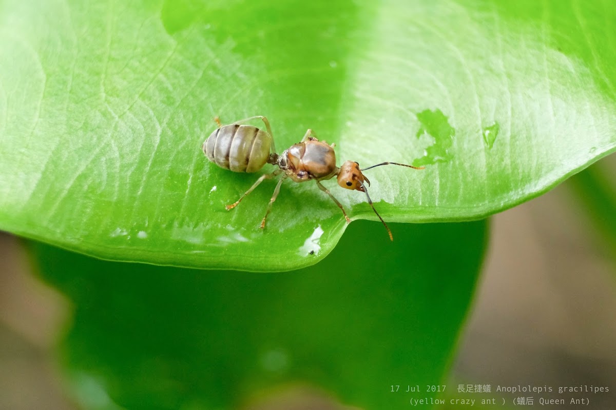 Oecophylla smaragdina 黃猄蟻