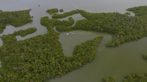 A Fly in The Glades thumbnail