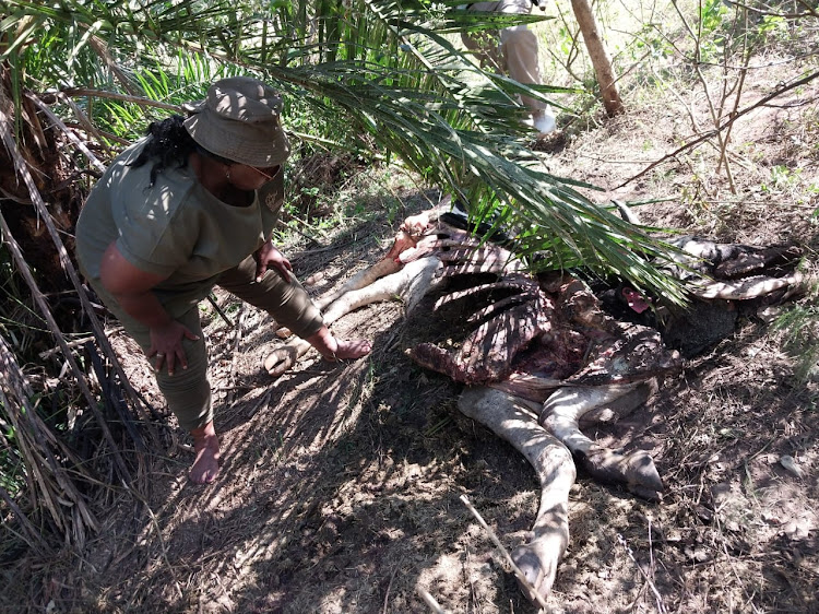 Remains of a cow found in veld in the eMphendle area.