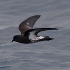 New Zealand Storm Petrel