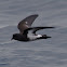 New Zealand Storm Petrel