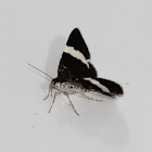 White-striped Black Moth