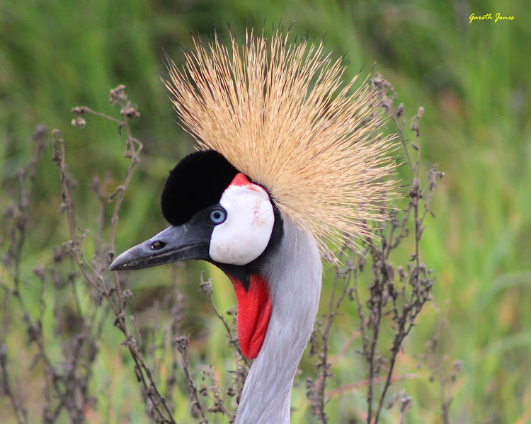 Crane profile