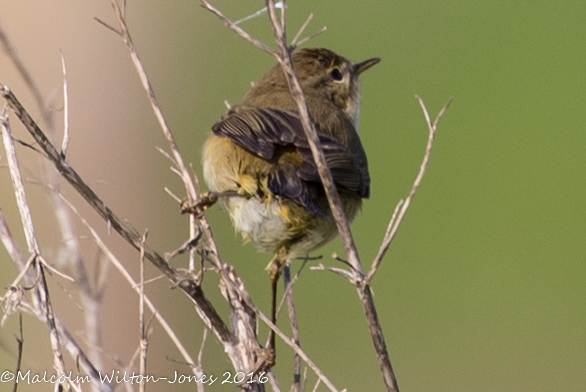 Chiffchaff; Mosquitero Común