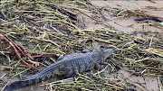 A crocodile believed to have escaped from a farm was spotted near the Tongaat River mouth.