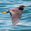 Pacific Reef Egret