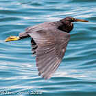 Pacific Reef Egret