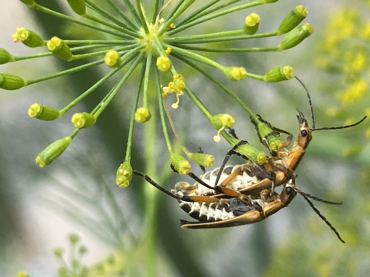 Goldenrod soldier beetle