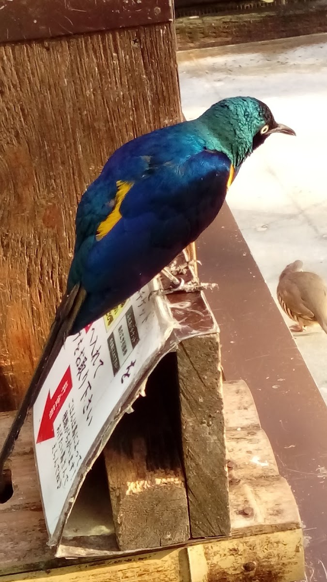 Golden breasted starling