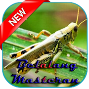 Belalang Masteran Mp3  Icon