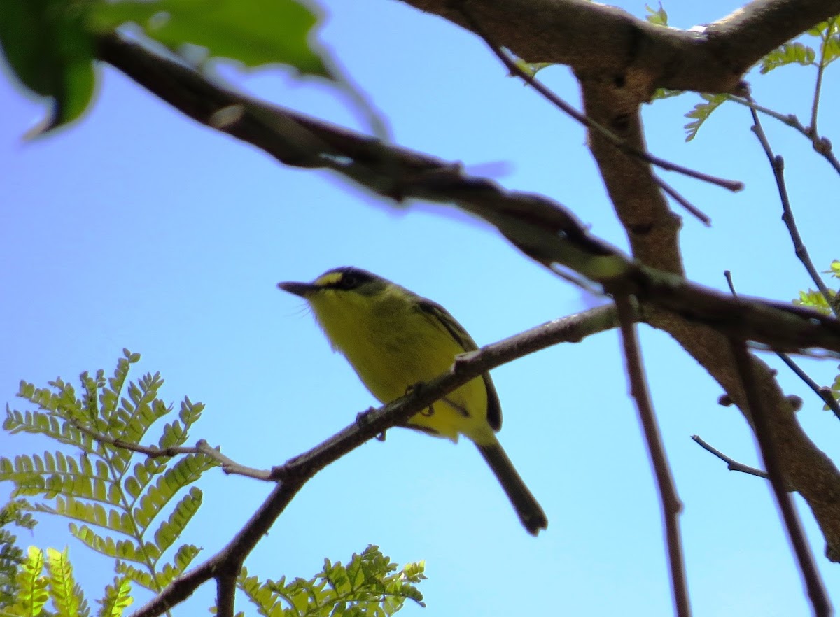yellow lored Tody flycatcher
