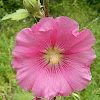 Bristly Hollyhock (δεντρομολόχα)