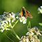 Zabulon Skipper Butterfly