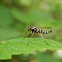 Ornate Snipe Fly