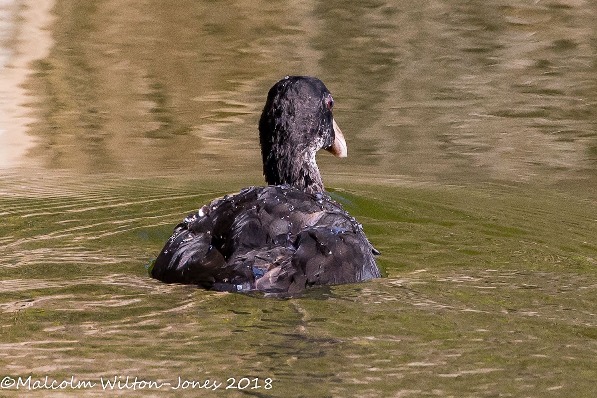 Coot; Focha Común