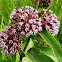 Swamp Milkweed