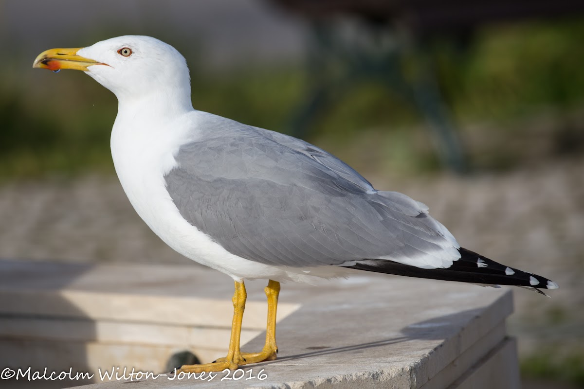 Yellow-legged Gull; Gaviota Patiamarilla