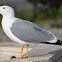 Yellow-legged Gull; Gaviota Patiamarilla