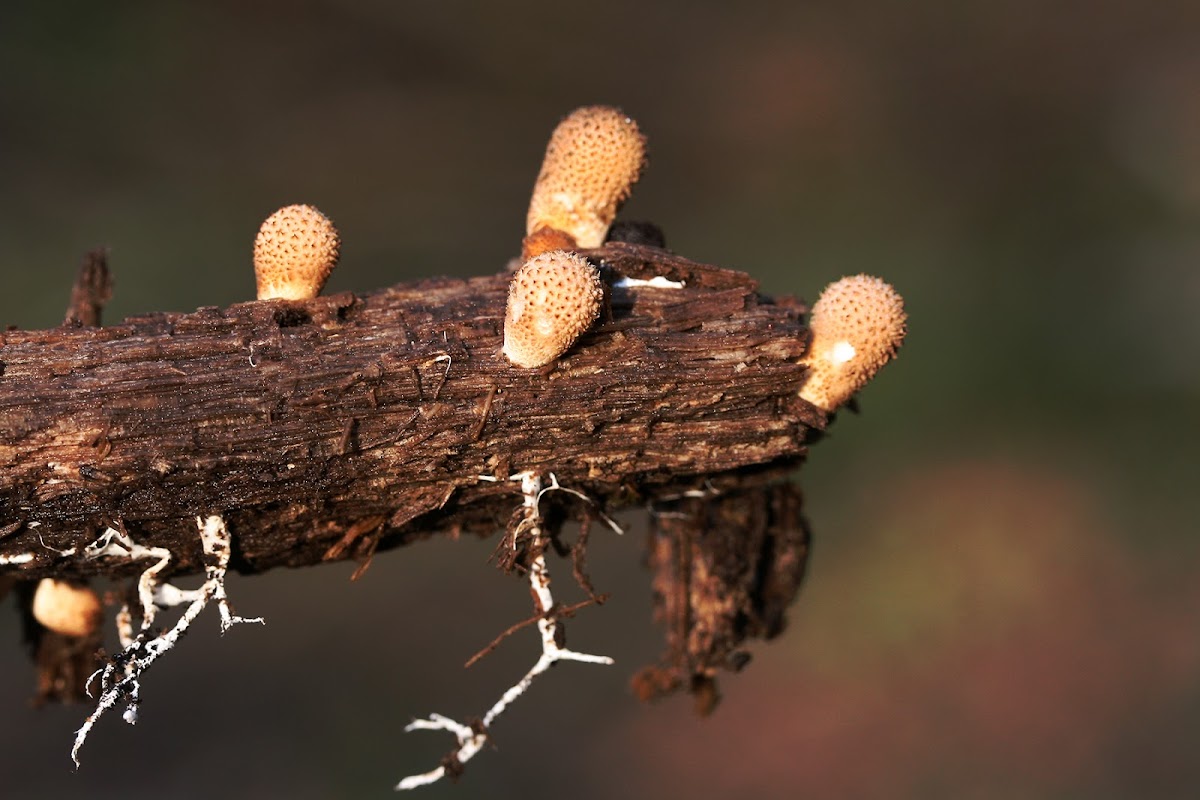 Stump Puffballs