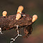 Stump Puffballs