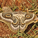 White-ringed Atlas Moth