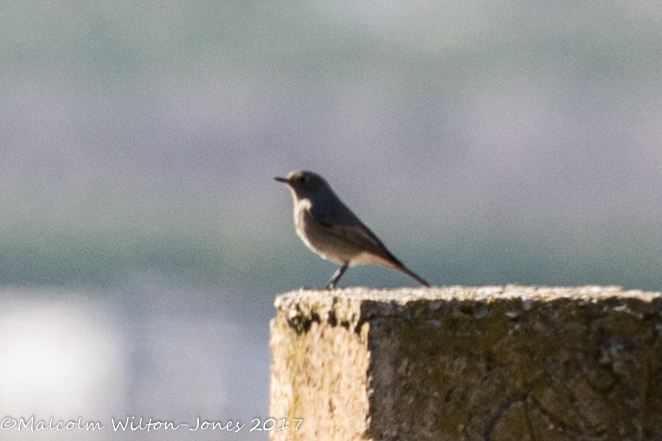 Black Redstart; Colirrojo Tizón