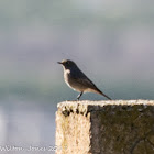 Black Redstart; Colirrojo Tizón