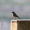 Black Redstart; Colirrojo Tizón