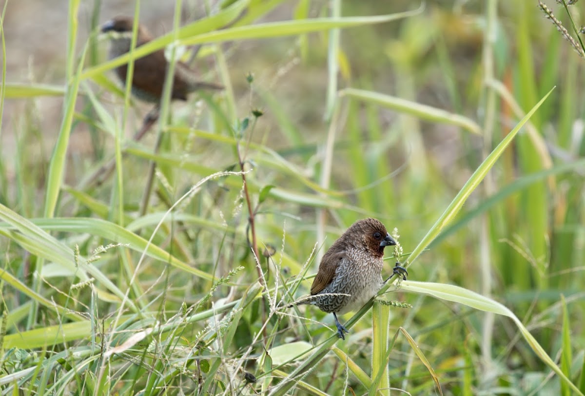 Scaly-breasted Munia (斑文鳥)