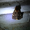 St. Lawrence Tiger Moth