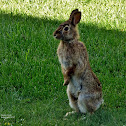 Eastern Cottontail Rabbit