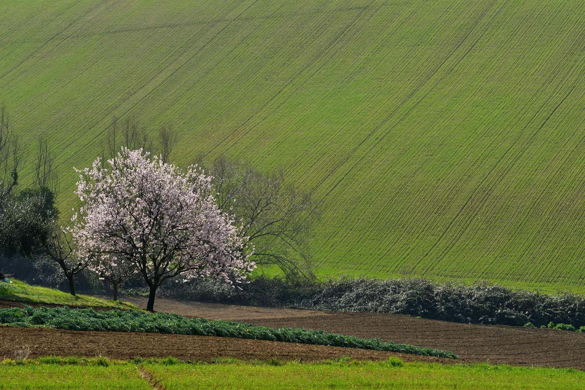 accenni di primavera di Luporosso