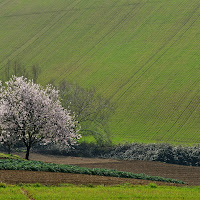 accenni di primavera di 