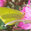 Cloudless sulphur